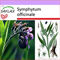 Los mejores  - SAFLAX - Consuelda - 15 semillas - Symphytum officinale